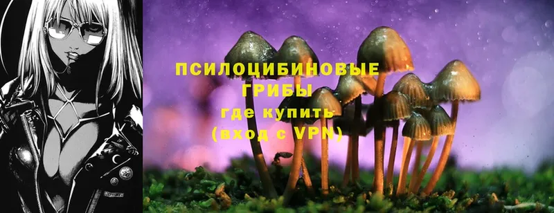 Галлюциногенные грибы Psilocybe  гидра ссылка  Новороссийск  нарко площадка клад  купить закладку 